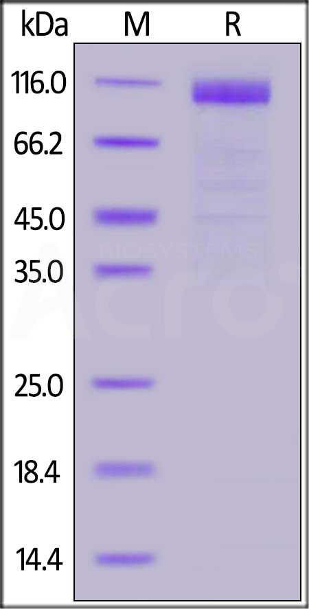 Paguma larvata ACE2, His Tag (Cat. No. AC2-P5248) SDS-PAGE gel