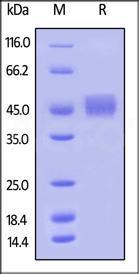 Biotinylated Human B7-1 Protein, Avitag,His Tag (Cat. No. B71-H82E9) SDS-PAGE gel