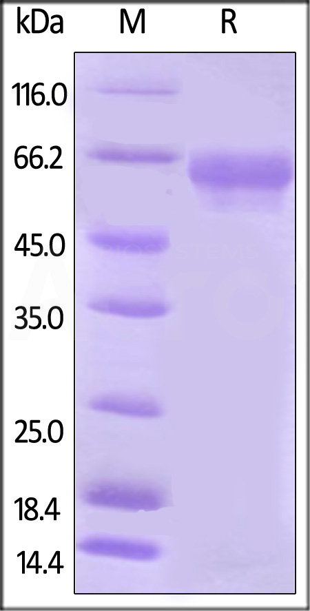 Biotinylated Human B7-H5, Fc,Avitag (Cat. No. B75-H82F3) SDS-PAGE gel