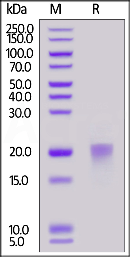 Human BAFFR Protein, His Tag (Cat. No. BAR-H52H3) SDS-PAGE gel