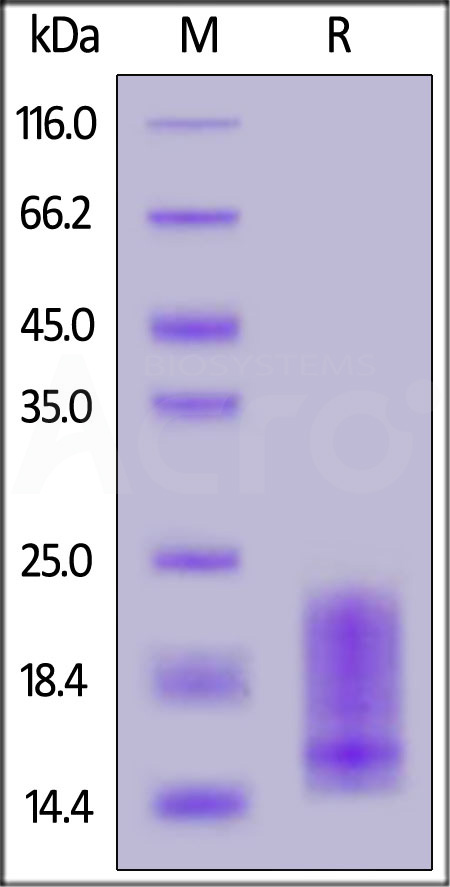 Biotinylated Human BAFFR, His,Avitag (Cat. No. BAR-H82E3) SDS-PAGE gel