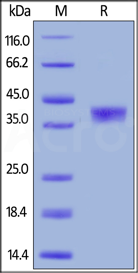 Human BCMA, Mouse IgG2a Fc Tag (Cat. No. BCA-H5253) SDS-PAGE gel