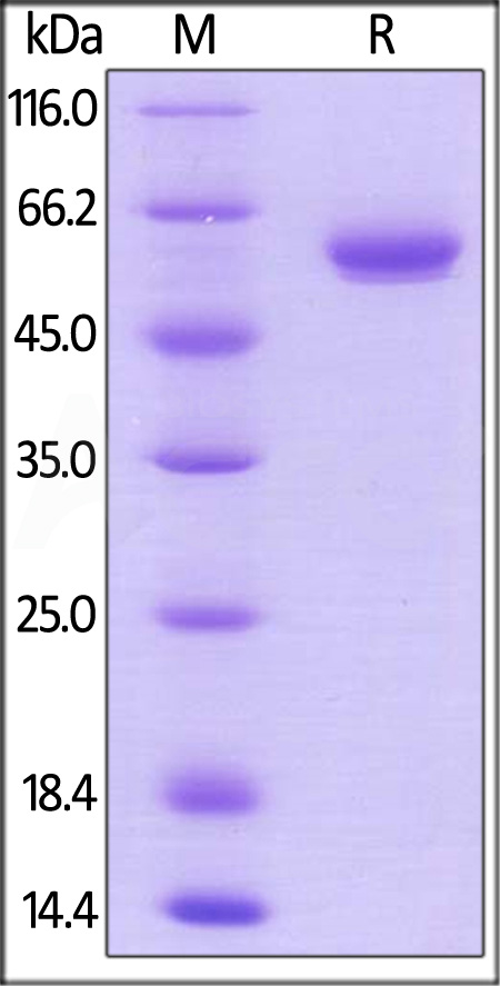 Biotinylated Human BTN3A1, Fc,Avitag (Cat. No. BT1-H82F7) SDS-PAGE gel