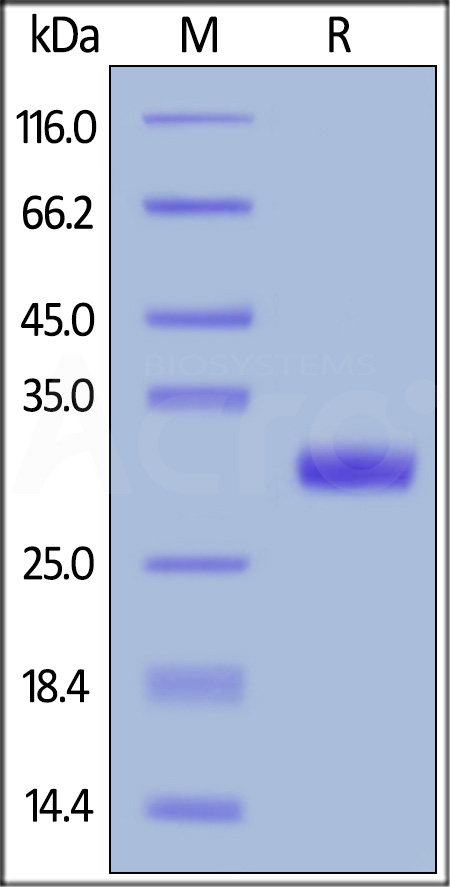Biotinylated Human BTN3A2, His,Avitag (Cat. No. BT2-H82E7) SDS-PAGE gel