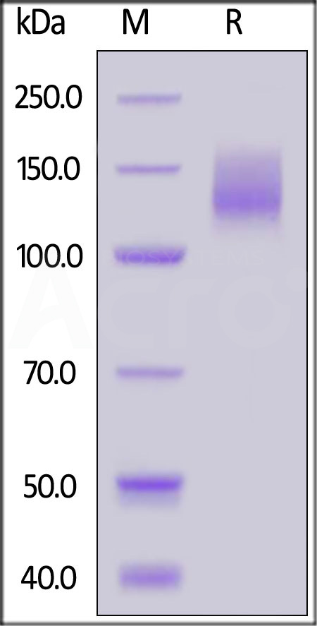 Biotinylated Human CA125 (13810-14451), Fc,Avitag (Cat. No. CA5-H82F8) SDS-PAGE gel