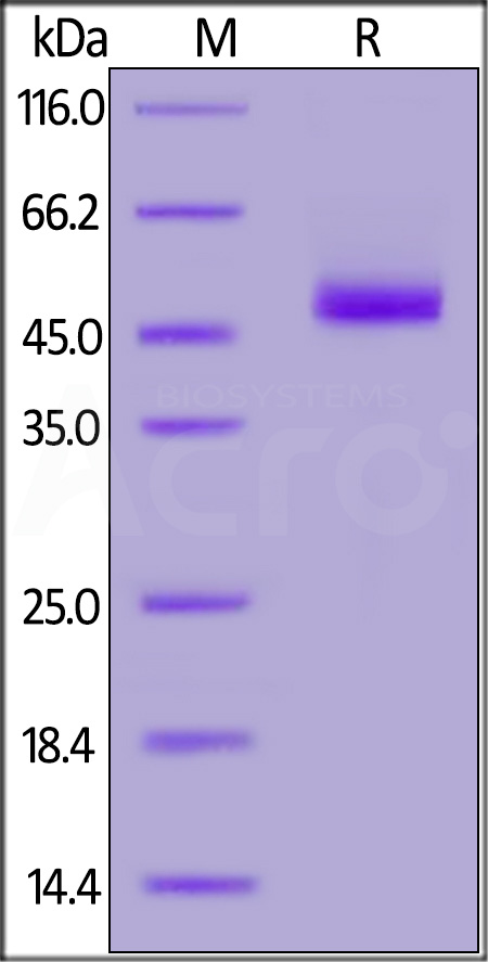 Human Siglec-3 (18-132), Fc Tag (Cat. No. CD3-H5255) SDS-PAGE gel