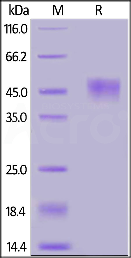 Cynomolgus CD24, Fc Tag (Cat. No. CD4-C5257) SDS-PAGE gel