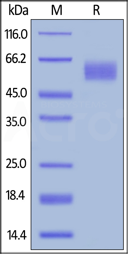 Human CD155, His Tag (Cat. No. CD5-H5223) SDS-PAGE gel