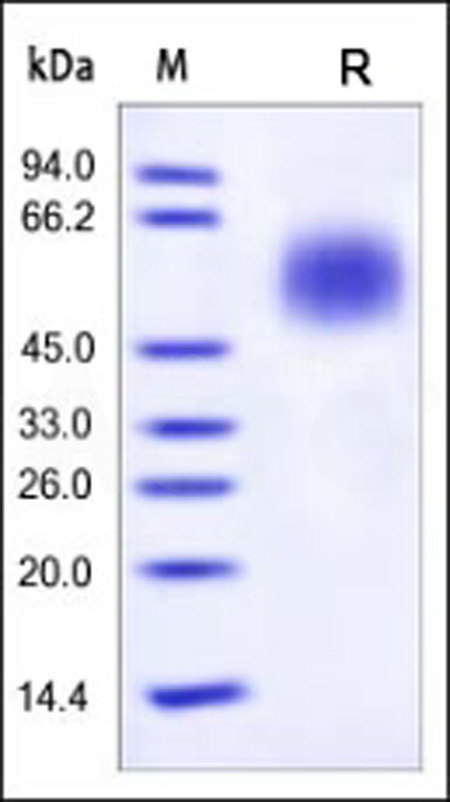 Human CD55, His Tag (Cat. No. CD5-H5225) SDS-PAGE gel