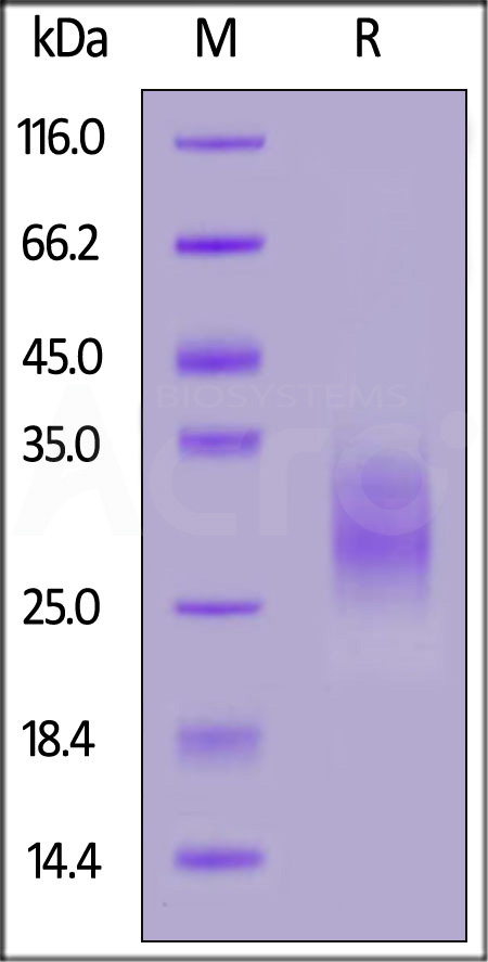 FITC-Labeled Human EMMPRIN, His Tag (Cat. No. CD7-HF222) SDS-PAGE gel