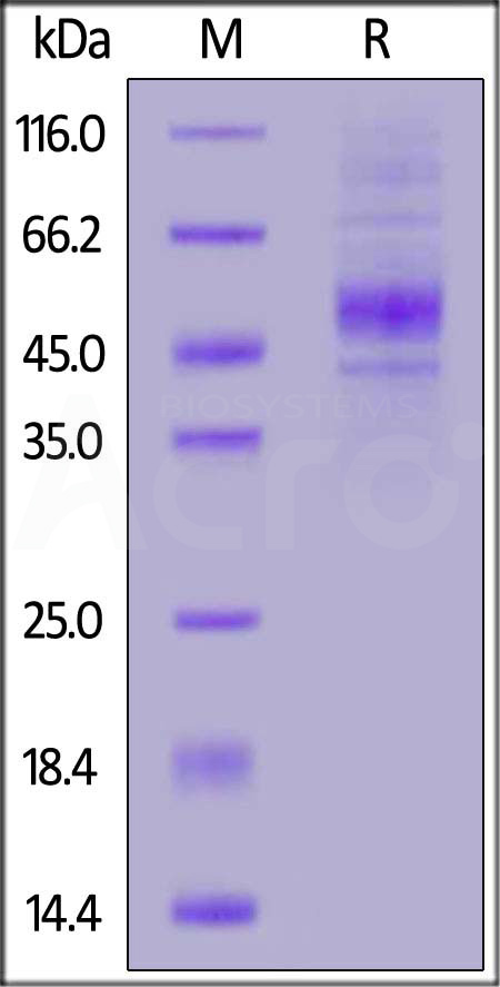 Human CD19 (20-291), His Tag (Cat. No. CD9-H52H2) SDS-PAGE gel