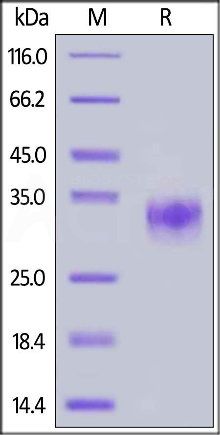 Cynomolgus CD32a, His Tag (Cat. No. CDA-C52H7) SDS-PAGE gel