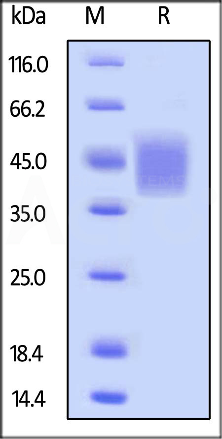 Biotinylated Human CD16b (NA1), His,Avitag (Cat. No. CDB-H82E4) SDS-PAGE gel