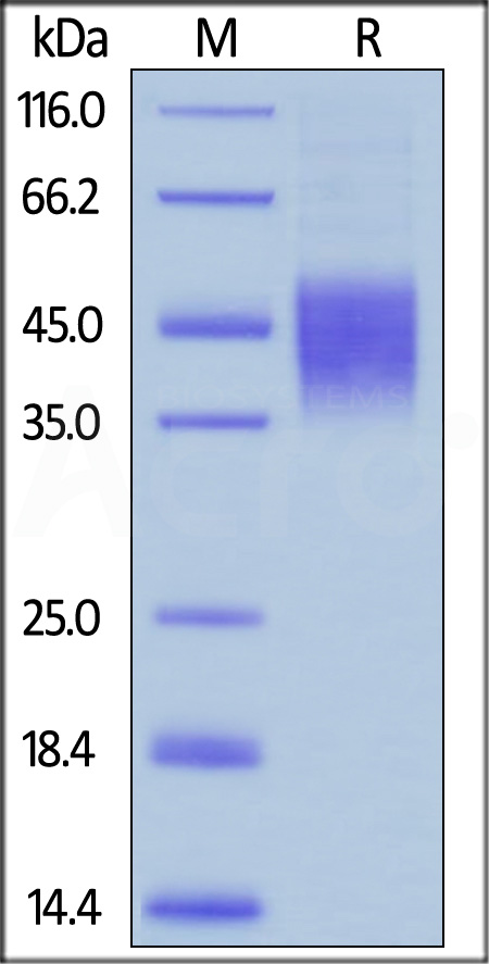 Biotinylated Human CD16b (NA2), His,Avitag (Cat. No. CDB-H82Ea) SDS-PAGE gel