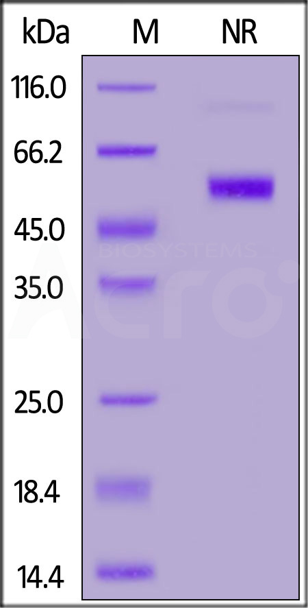 CD27 Ligand SDS-PAGE