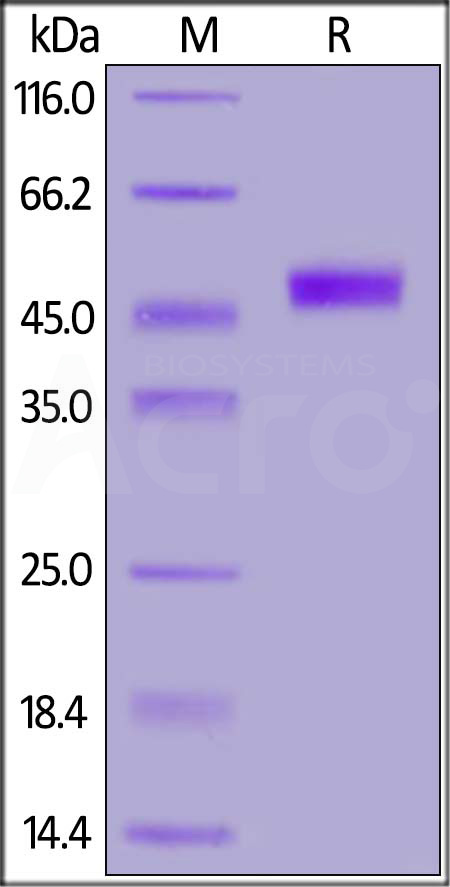 Cynomolgus CD3E&CD3G Heterodimer Protein, Fc Tag&Fc Tag (Cat. No. CDG-C5257) SDS-PAGE gel