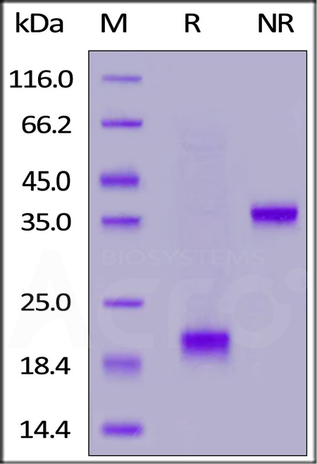 Biotinylated Mouse CD3E&CD3G Heterodimer Protein, His,Avitag&Flag Tag (Cat. No. CDG-M58D2) SDS-PAGE gel