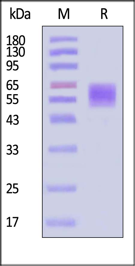 CD30 ligand SDS-PAGE