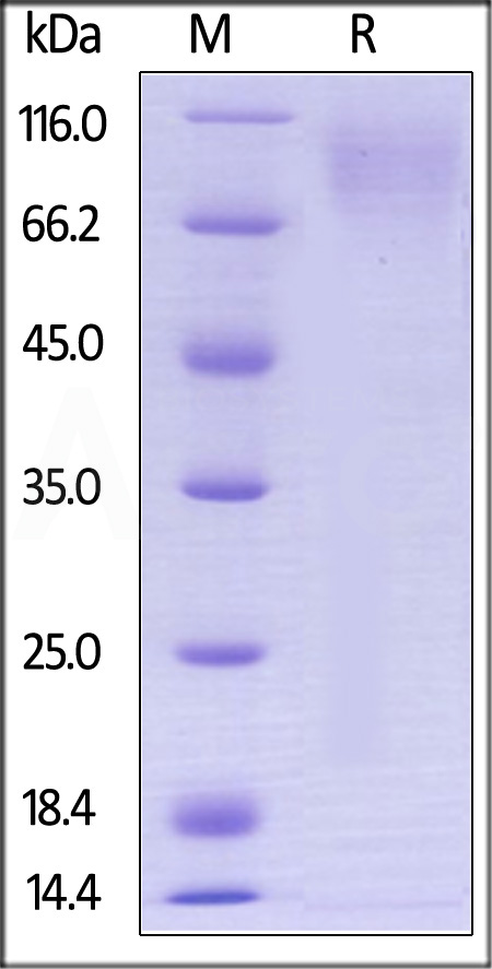 Biotinylated Human CEACAM-1, Avitag,His Tag (Cat. No. CE1-H82E5) SDS-PAGE gel