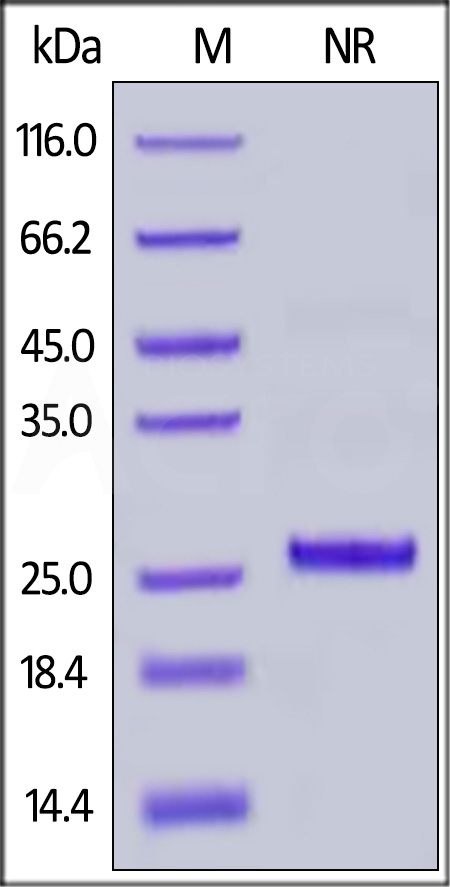 Rhesus macaque / Cynomolgus Complement Factor D, His Tag (Cat. No. CFD-R52H3) SDS-PAGE gel