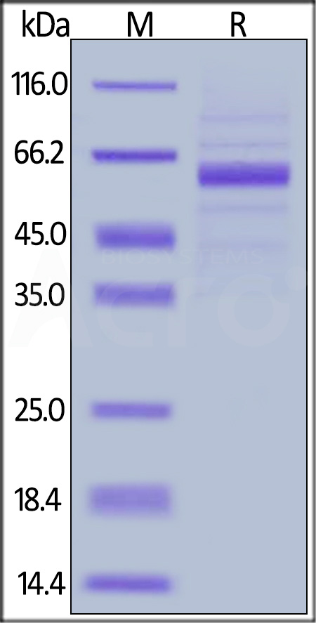 Human LSECtin, Fc Tag (Cat. No. CLG-H5250) SDS-PAGE gel