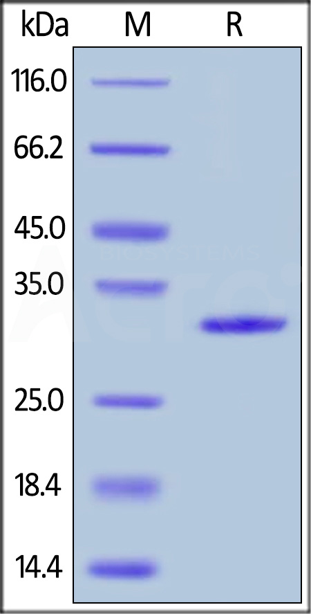 Human Galectin-3, His Tag (Cat. No. GA3-H5129) SDS-PAGE gel