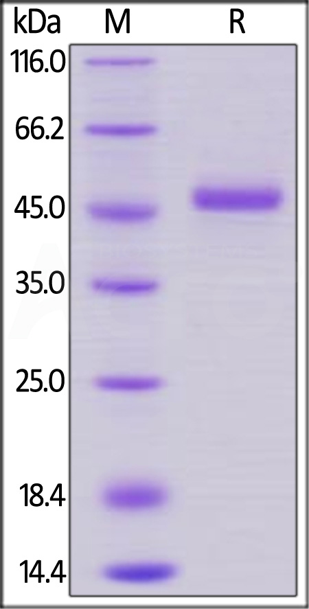 Human GITR, Fc Tag (Cat. No. GIR-H5254) SDS-PAGE gel