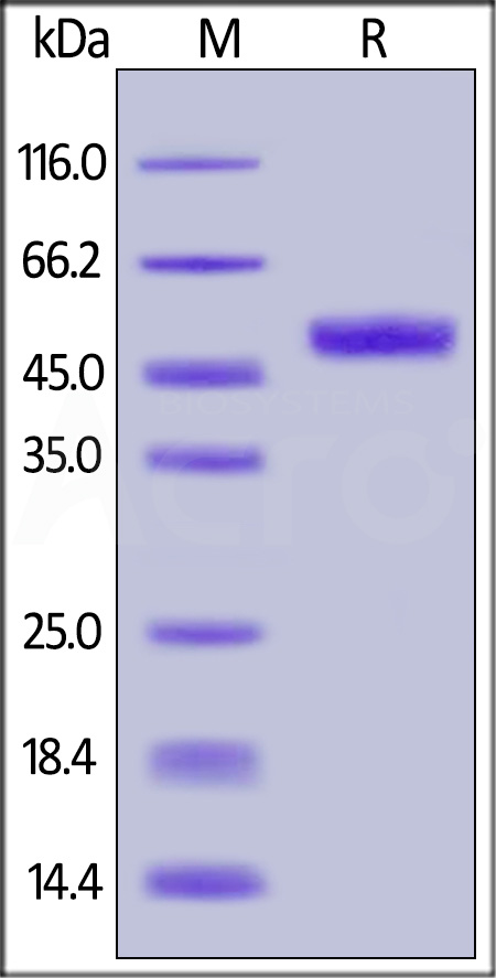 Biotinylated Human GITR, Fc,Avitag (Cat. No. GIR-H82F7) SDS-PAGE gel