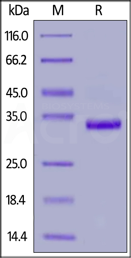 Human IgG1 Fc (C103S), gD Tag (Cat. No. IG1-H52G6) SDS-PAGE gel