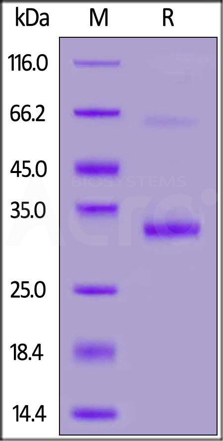 Biotinylated Mouse IgG1 Fc, Avitag (Cat. No. IG1-M8211) SDS-PAGE gel