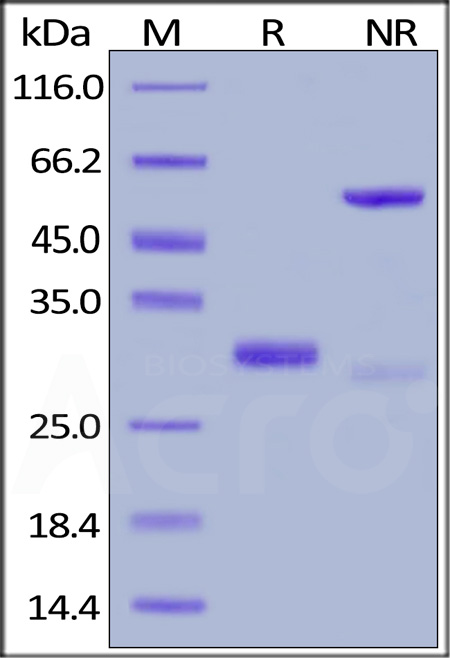 Human IgG4 Fc, Tag Free (Cat. No. IG4-H5205) SDS-PAGE gel