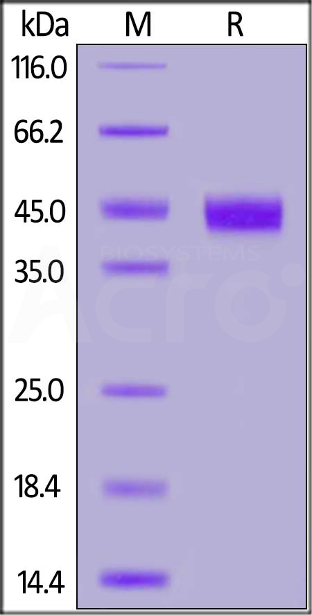 Biotinylated Human IL-2 R gamma, His,Avitag (Cat. No. ILG-H85E8) SDS-PAGE gel
