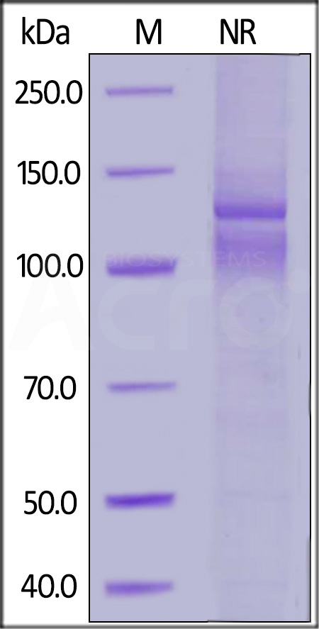 Integrin isoform alpha-7X2B beta 1 SDS-PAGE
