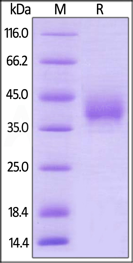 Biotinylated Human LILRA5, His,Avitag (Cat. No. LI5-H82E1) SDS-PAGE gel
