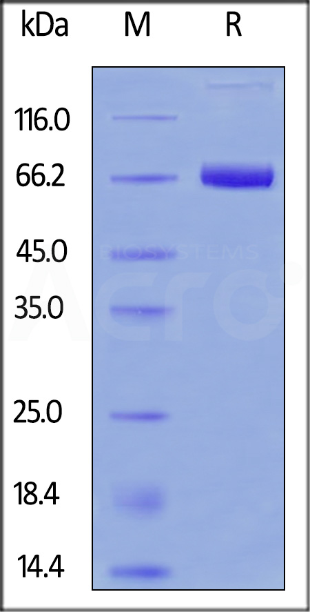 FITC-Labeled Human Mesothelin (296-580), Fc Tag (Cat. No. MSN-HF253) SDS-PAGE gel