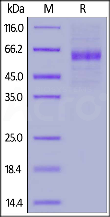 Human IL-12A, Fc Tag (Cat. No. NK1-H5252) SDS-PAGE gel