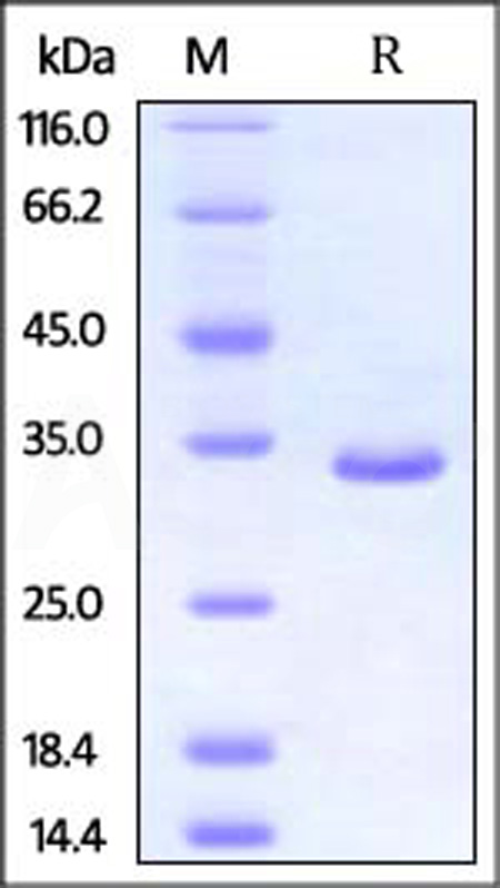 Human PSME3, His Tag (Cat. No. PS3-H5142) SDS-PAGE gel