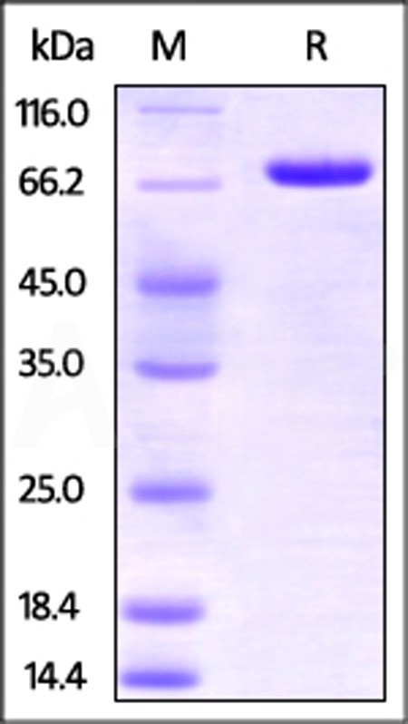 Human Nectin-2, Fc Tag (Cat. No. PV2-H5253) SDS-PAGE gel