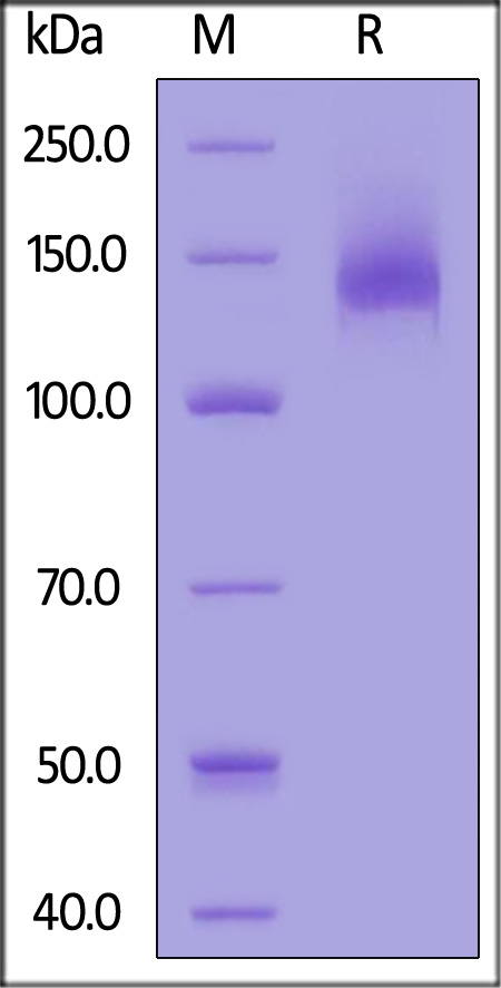 Human P-Selectin, Fc Tag (Cat. No. SEP-H5255) SDS-PAGE gel