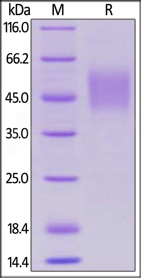 Biotinylated Human SLAMF1, His,Avitag (Cat. No. SL1-H82E3) SDS-PAGE gel