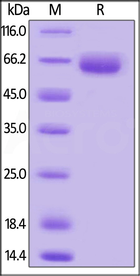 Mouse SLAMF7 Protein, Mouse IgG2a Fc Tag (Cat. No. SL7-M5252) SDS-PAGE gel