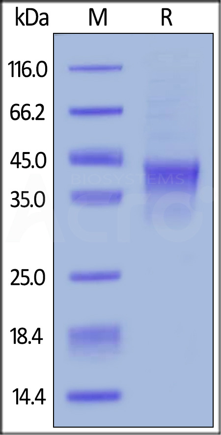 Biotinylated Human OX40, Avitag,His Tag (Cat. No. TN4-H82E4) SDS-PAGE gel