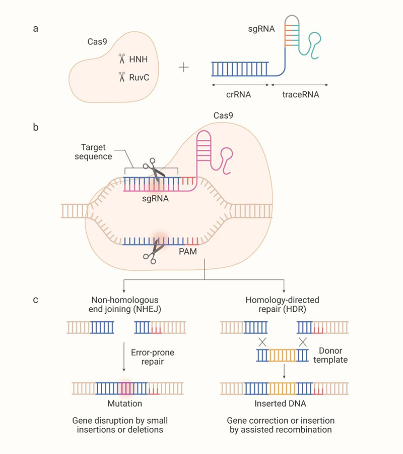 CRISPR-Cas9调控机理图