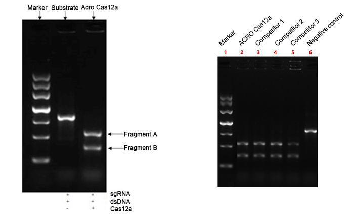 Cas12a 体外DNA底物切割效率测定结果