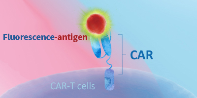 CAR-T靶点蛋白