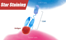 CAR-T靶点蛋白