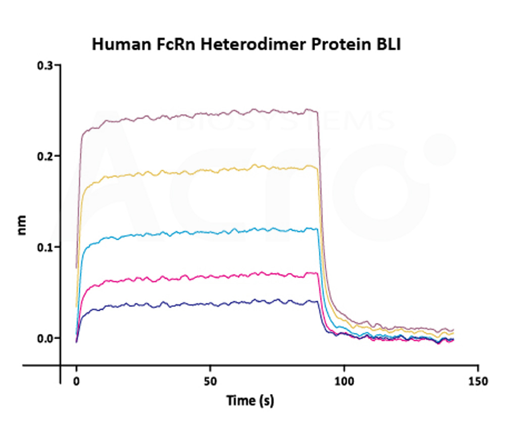 Biotinylated Human BLI
