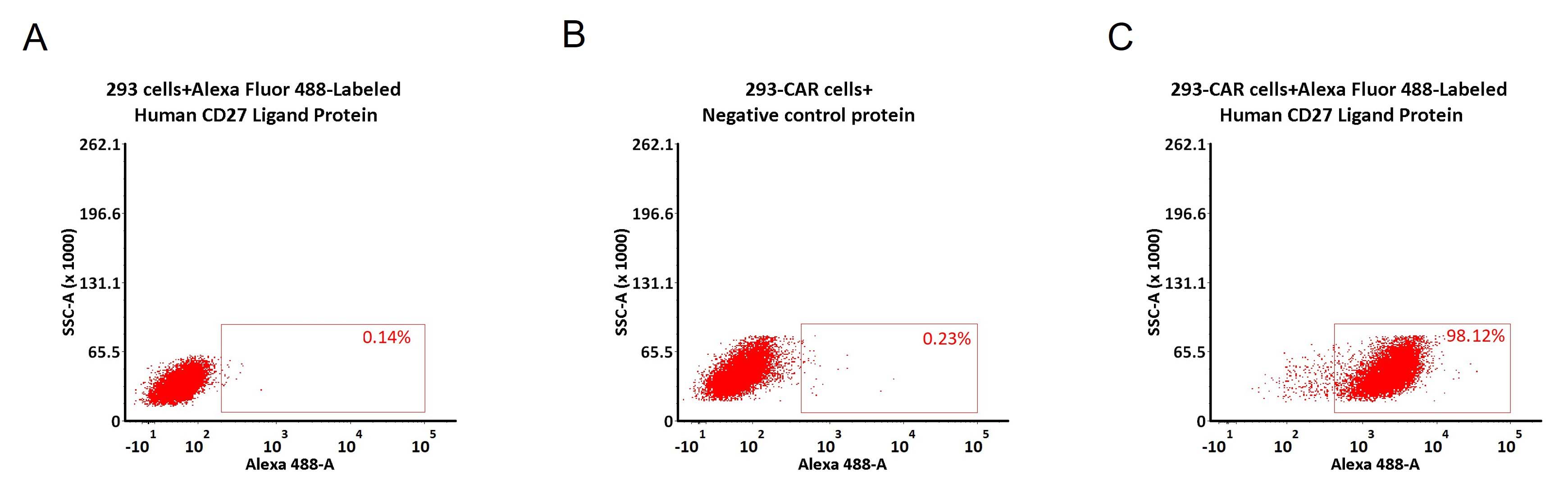 CD27 Ligand CAR_T