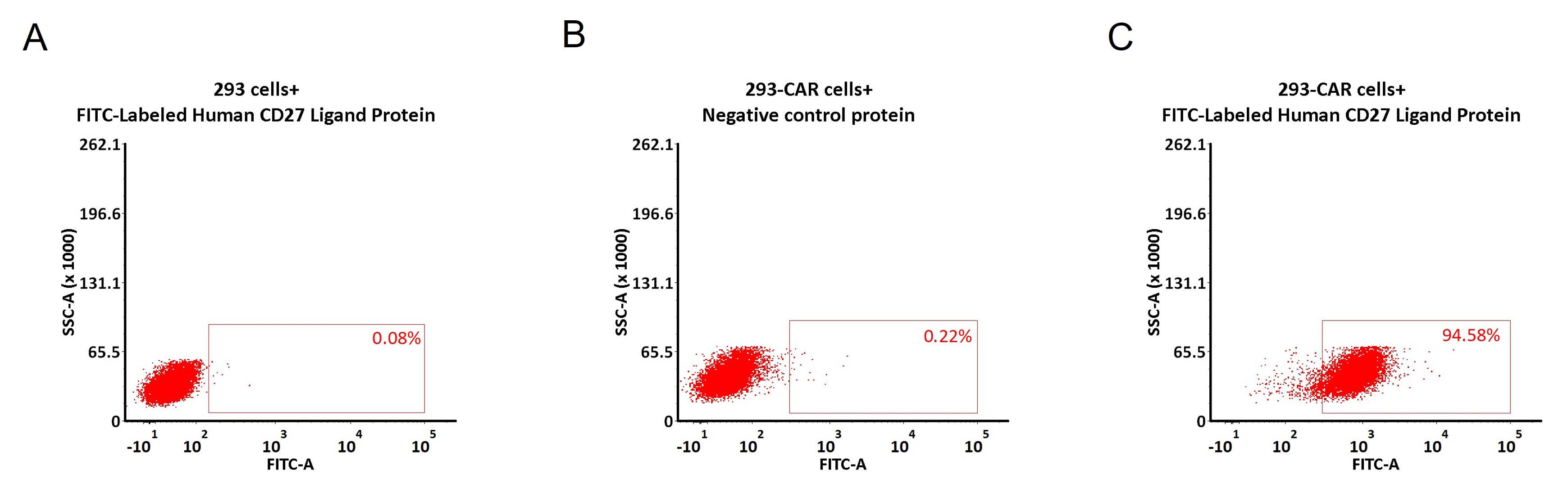 CD27 Ligand CAR_T