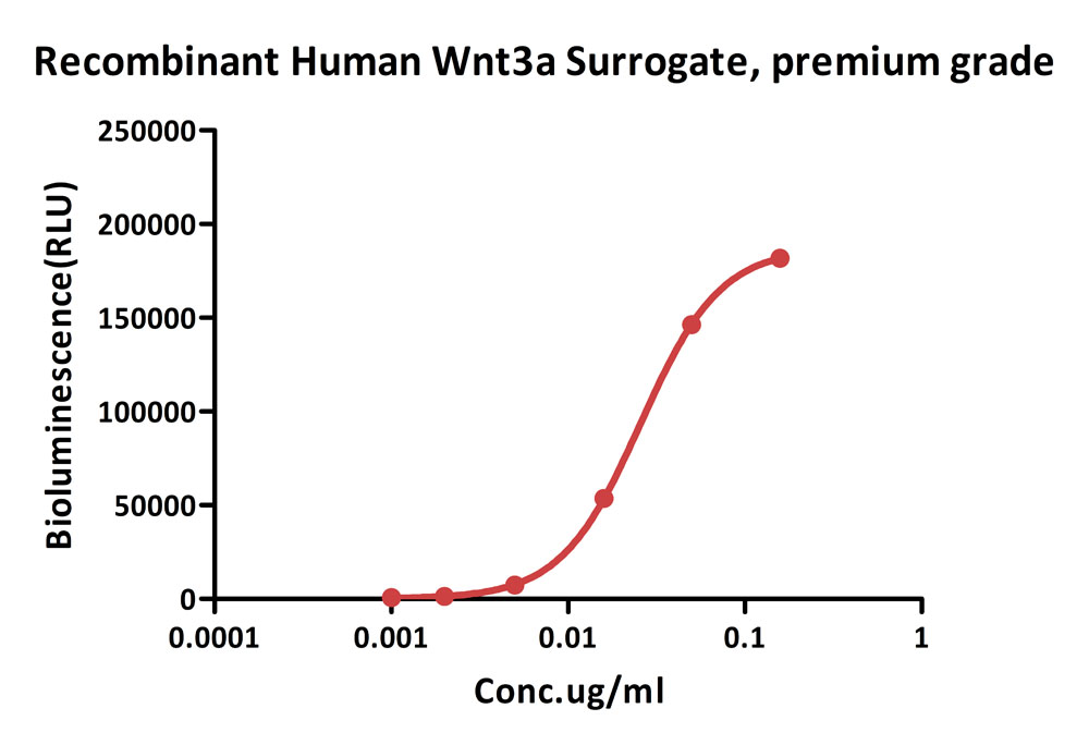 Wnt surrogate CELL